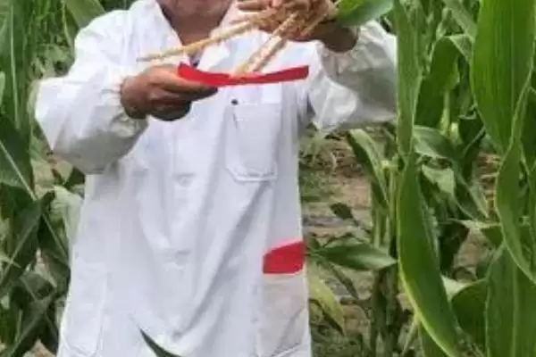图片[14]-黑玉米种子售价以及如何种植 ，高价黑玉米咋种能高产-会东网