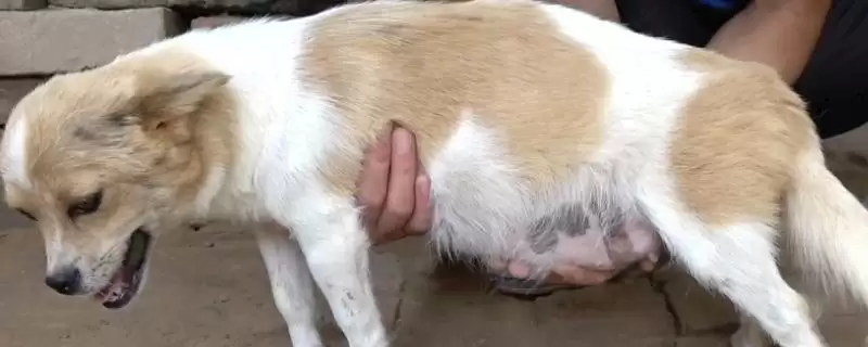 狗狗怀孕营养(狗狗怀孕期间需要补充哪些营养物质呢)-会东网