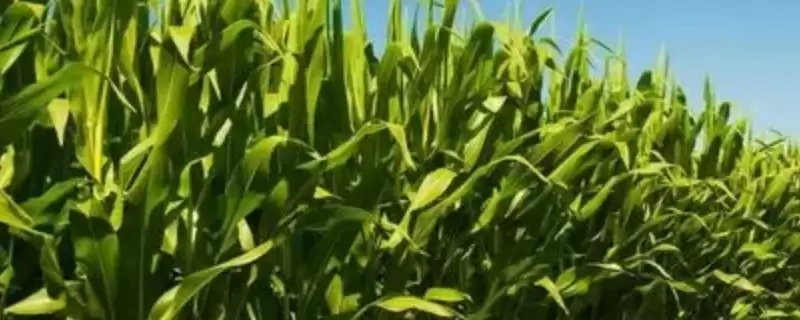 博品1号玉米种子简介(博品1号玉米种子介绍要点是什么呢)-会东网