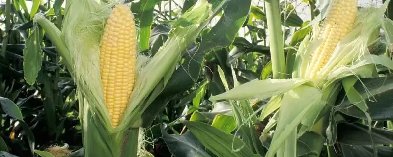 德源116玉米种简介(德源116玉米种情况如何)-会东网
