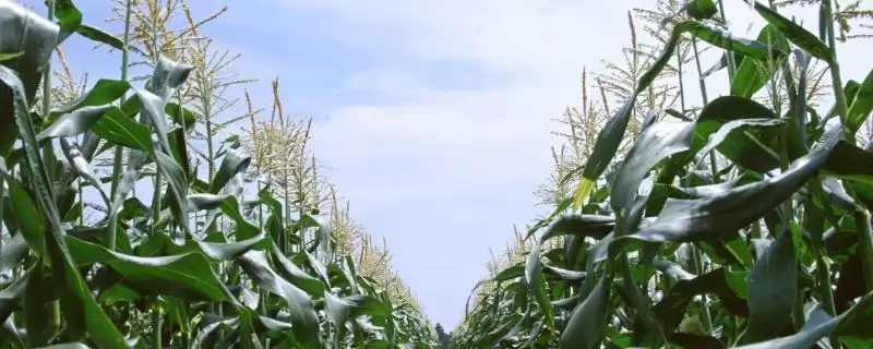 金粒 1702 玉米种子特点 ,金粒 1702 玉米平均生育期 124 天左右,产量受影响吗?-会东网