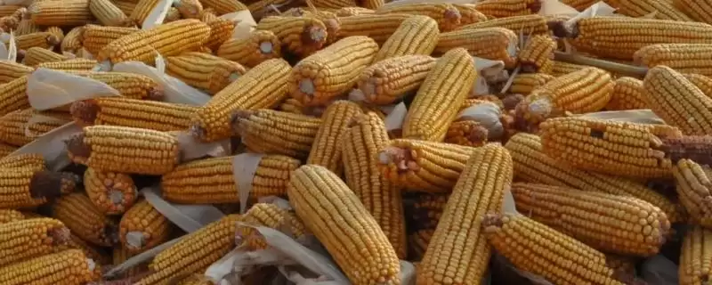 迪卡516玉米品种特性(迪卡516玉米品种特性是啥)-会东网