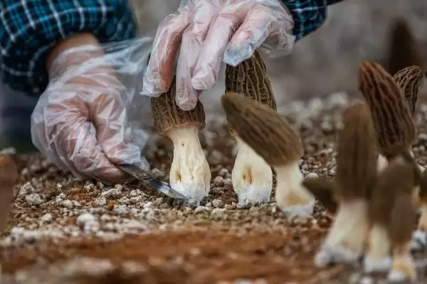 图片[8]-高效栽培羊肚菌方法(高效栽培羊肚菌有哪些关键技术和方法呢)-会东网