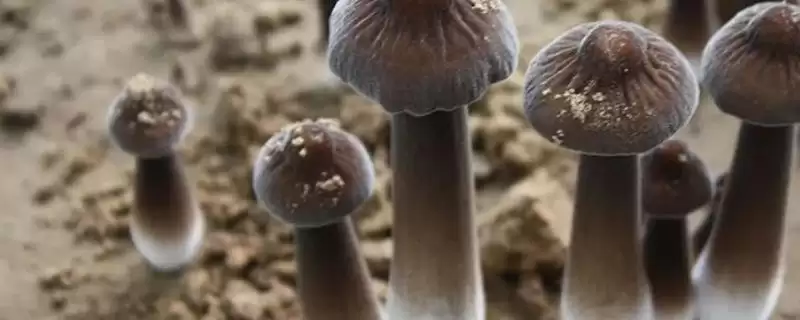 黑皮鸡枞菌的价格 ，地区为啥影响黑皮鸡枞菌售价-会东网
