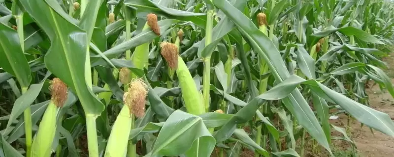 吉玉 106 玉米种子介绍 ,吉玉 106 玉米有哪些独特种植要点?-会东网