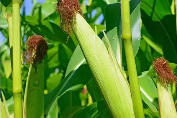 图片[2]-金银 528 玉米品种简介 ，金银 528 玉米为啥 4 月下旬至 5 月上旬播种？-会东网