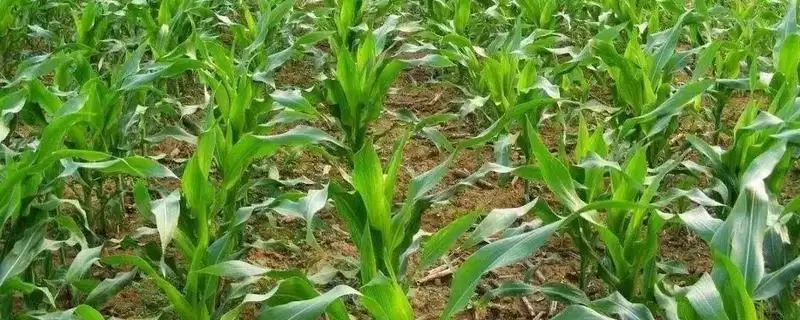 吉田 905 玉米种子简介 ,吉田 905 玉米为啥种植密度 4500 株/亩?-会东网