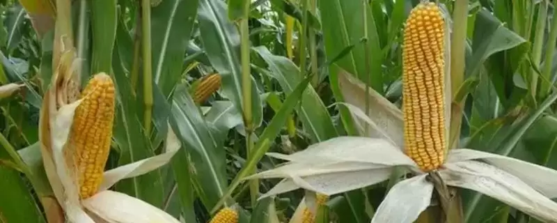 丰德存玉10号品种介绍(丰德存玉10号品种具体怎样)-会东网