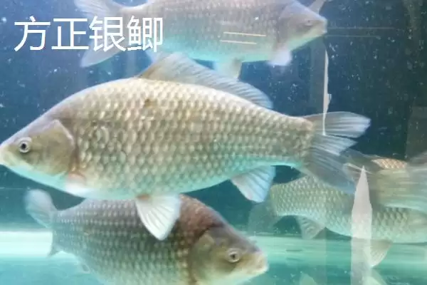 图片[3]-鲫鱼品种有哪些 ，鲫鱼除高背鲫、彭泽鲫，还有啥品种？-会东网