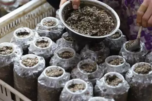 图片[4]-高效栽培羊肚菌方法(高效栽培羊肚菌有哪些关键技术和方法呢)-会东网