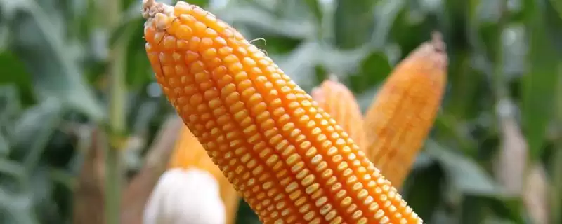 吉湘 2188 玉米种子特征特性 ,吉湘 2188 玉米为啥每亩施尿素 6 - 8 公斤?-会东网