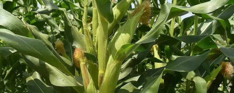 罕玉 3 号玉米品种简介 ，高抗茎腐病的它有啥好处-会东网