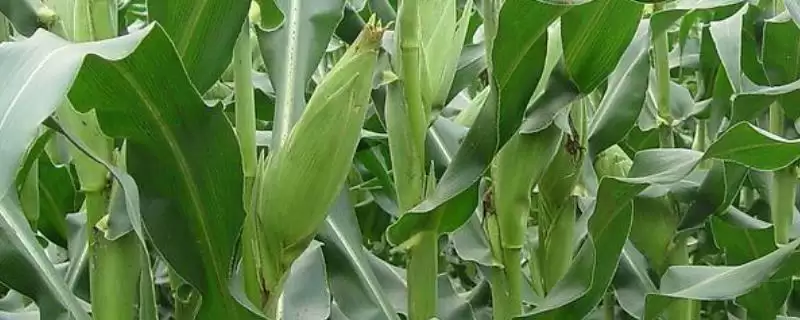 金诚 508 玉米种子简介 ,金诚 508 玉米中抗茎腐病,产量受影响吗?-会东网