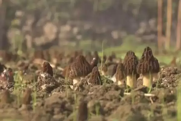 图片[3]-高效栽培羊肚菌方法(高效栽培羊肚菌有哪些关键技术和方法呢)-会东网
