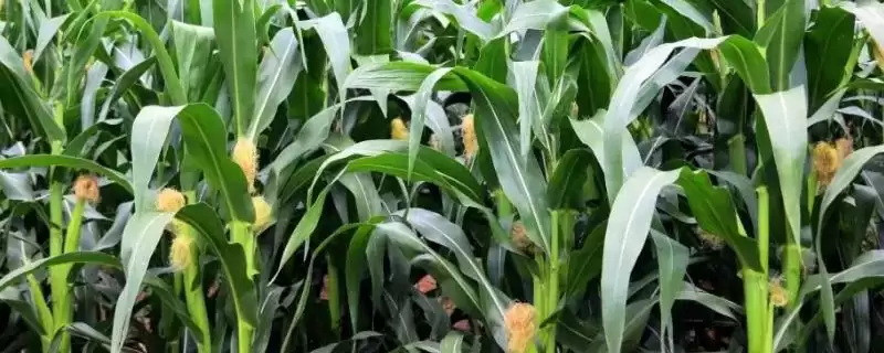 花甜糯 9 号玉米品种的特性 ,株型平展的它有啥优势-会东网