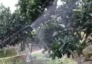 图片[4]-肥液能否喷施花叶(肥液能不能用来喷施花叶呢)-会东网
