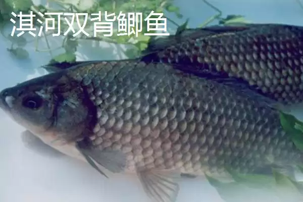 图片[5]-鲫鱼品种有哪些 ，鲫鱼除高背鲫、彭泽鲫，还有啥品种？-会东网