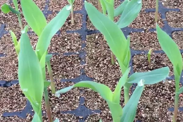 图片[4]-华糯 2 号玉米种子特征特性 ，中密度种华糯 2 号有啥好处-会东网