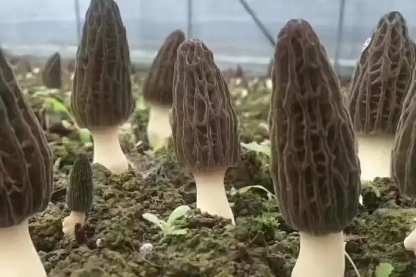 图片[9]-高效栽培羊肚菌方法(高效栽培羊肚菌有哪些关键技术和方法呢)-会东网