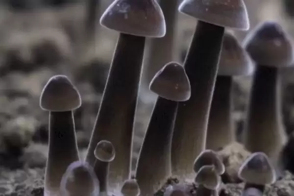 图片[3]-黑皮鸡枞菌的价格 ，地区为啥影响黑皮鸡枞菌售价-会东网