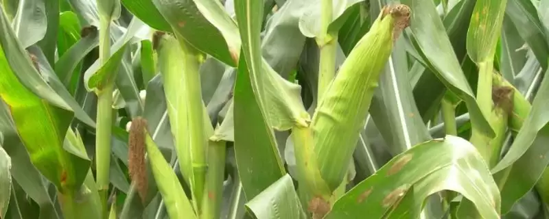 纪元 128 玉米种子特点 ，纪元 128 玉米有哪些独特种植要点？-会东网