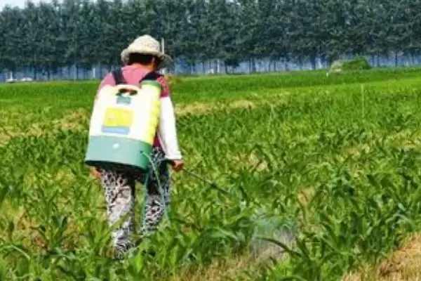 图片[3]-打芦苇用什么药(打芦苇适宜使用哪种药物呢)-会东网
