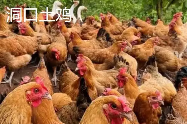 图片[6]-湖南省洞口县的特产 ，酱腌菜等特产有啥独特风味-会东网