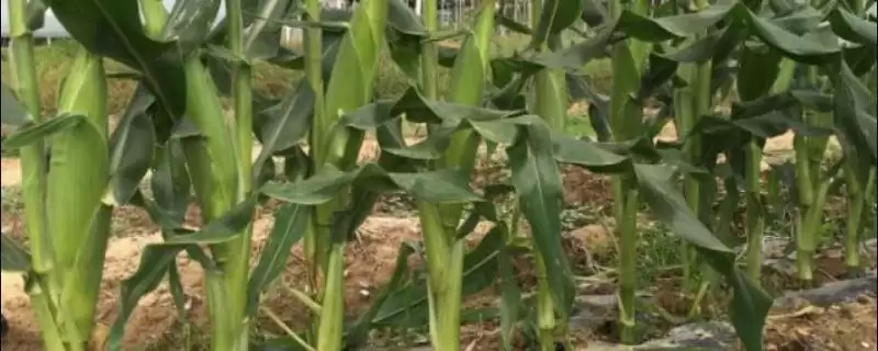 丰云1号玉米种简介(丰云1种特性、产量、适宜种植区)-会东网
