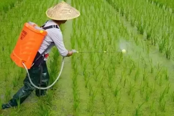 图片[2]-除草剂药害的发生原因是什么(除草剂药害发生的原因有哪些呢)-会东网