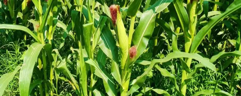 彩甜糯617玉米种子介绍(彩甜糯617玉米种子有哪些详细介绍呢)-会东网
