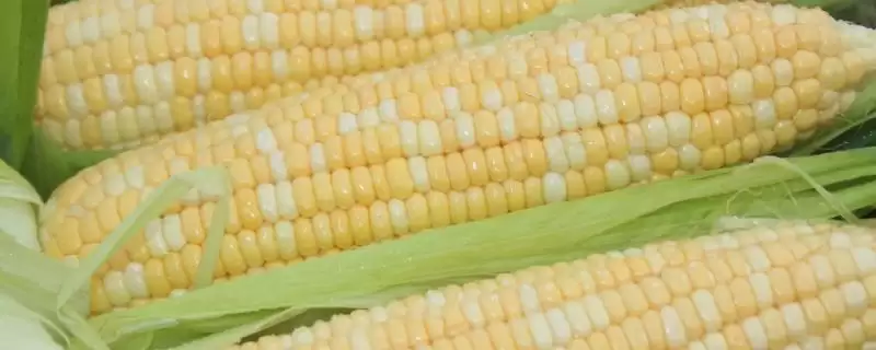 金赛 501 玉米品种的特性 ，金赛 501 玉米为啥 6 月上中旬播种？-会东网