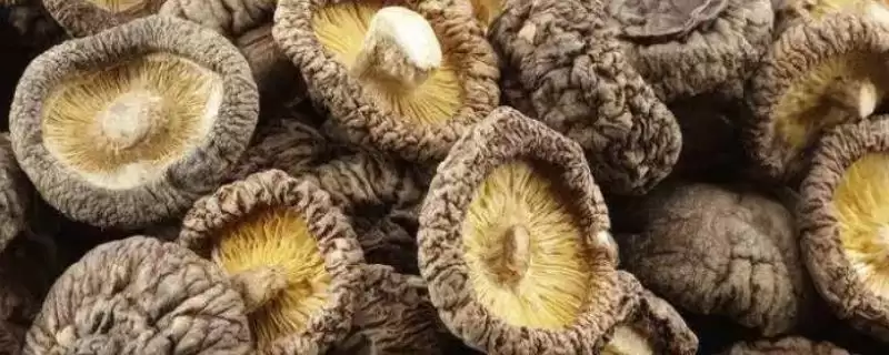农村食用菌种植效益揭秘,香菇等品种成热门选择-会东网