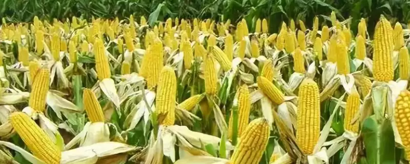吉单 503 玉米品种的特性 ,出苗至成熟 117 天有啥优势-会东网