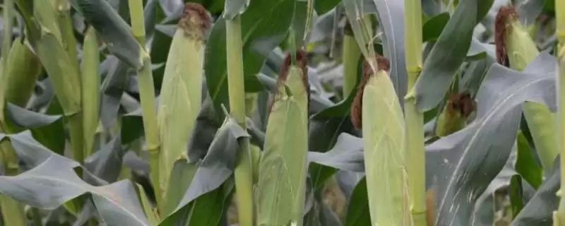 金粮 527 玉米品种的特性 ，金粮 527 玉米密度 6000 株／亩左右，合适吗？-会东网