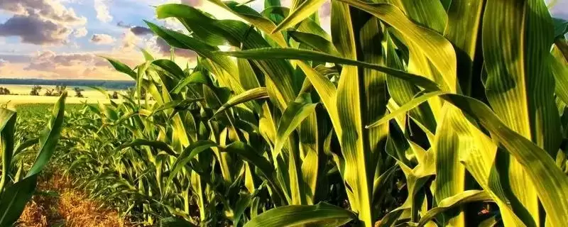 吉单 441 玉米品种的特性 ，高抗玉米螟虫的它有啥好处-会东网