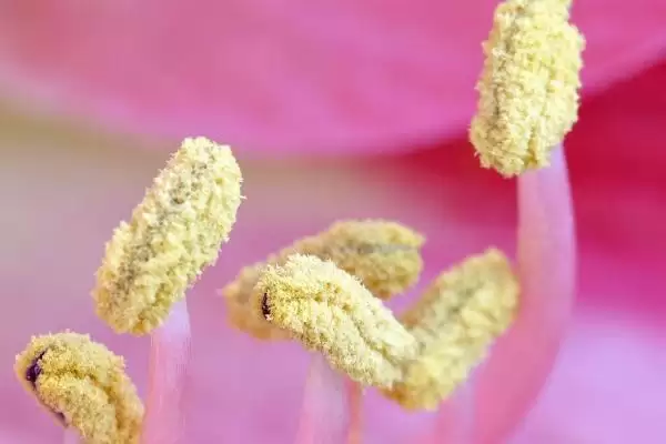 图片[2]-花粉是雌配子还是雄配子 ，花粉产生雄配子的原理是啥-会东网