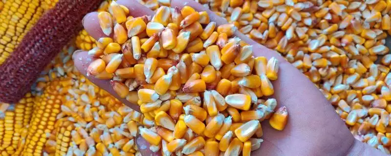 金山 33 号玉米种子特征特性 ，金山 33 号玉米中抗大斑病，产量受影响吗？-会东网