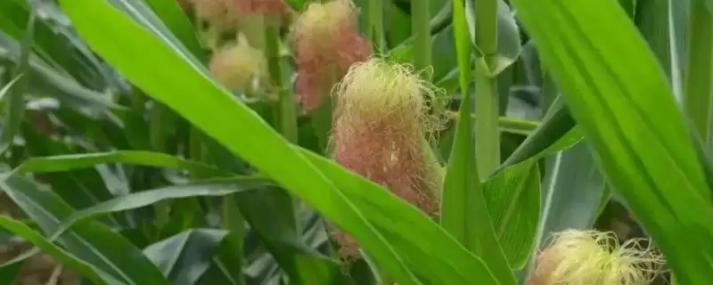 金山 20 号玉米种子介绍 ，金山 20 号玉米有啥独特种植要点？-会东网