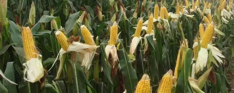 机玉 317 玉米品种的特性 ，咋有效防治机玉 317 穗腐病-会东网