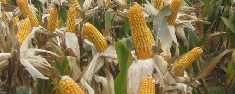 科大16玉米品种特性揭秘,关键信息要点全面解读-会东网
