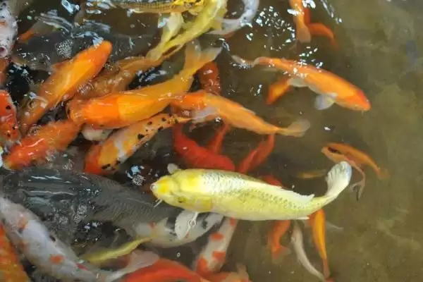 图片[7]-农村养殖业与种植业对比，养殖业风险更高引探讨-会东网