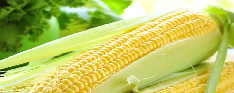 淮玉 1420 玉米种简介 ，咋防治淮玉 1420 地下害虫-会东网