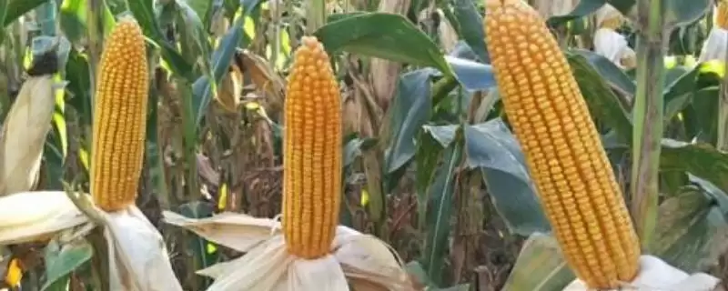 宏精 261 玉米品种的特性 ，出苗至成熟 114 天表现如何-会东网
