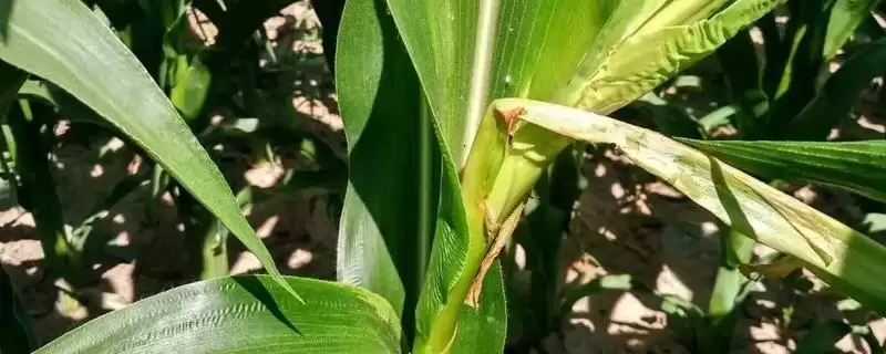 津北 288 玉米种子介绍 ，津北 288 玉米有哪些独特的种植要点？-会东网