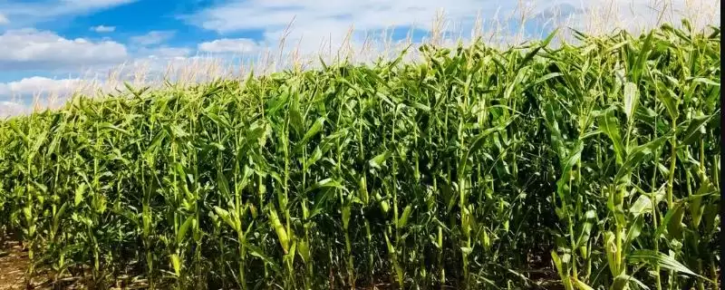 黑牛 88 玉米品种的特性 ,4500 株 亩密度种植合适吗-会东网