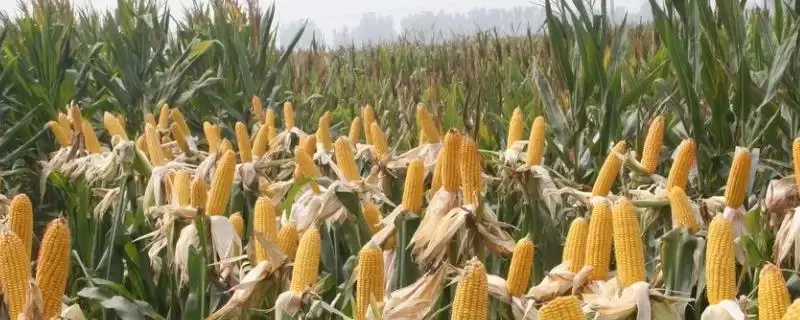 海仓 528 玉米种子介绍 ,辽宁春播 128 天的它产量咋样-会东网