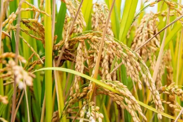 图片[11]-农村食用菌种植效益揭秘，香菇等品种成热门选择-会东网