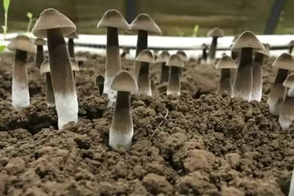 图片[2]-鸡枞菌的种植方法 ，用这方法种鸡枞菌能高产吗-会东网
