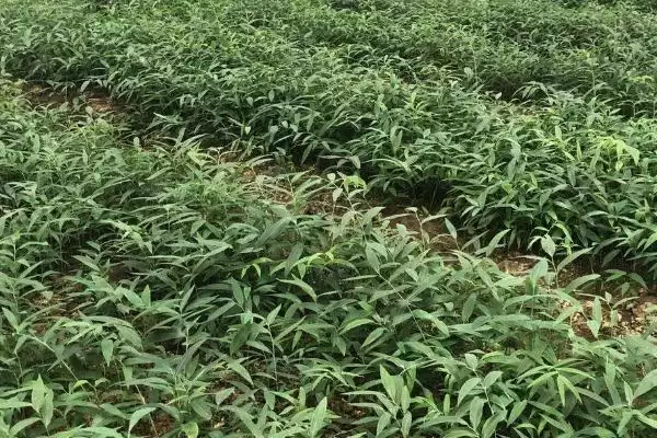 图片[3]-黄精的繁殖技术 ，用这技术繁殖黄精能成功吗-会东网