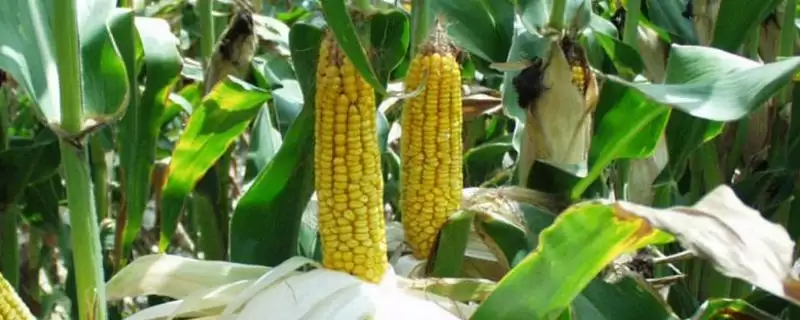 金华 188 玉米品种的特性 ,金华 188 玉米中抗穗腐病,有啥好处?-会东网